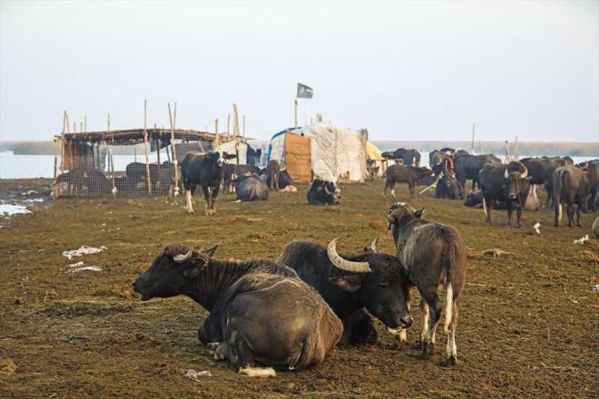 Zikar vilayetinin kent merkezi Nasiriye?ye bal Ahvar el-ibayi halk, ata miras tarm, balklk ve hayvanclkla urayor.