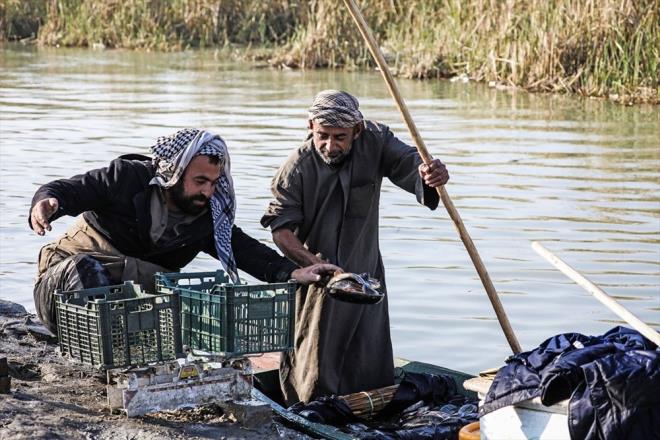 Bataklklar'daki balk trlerinin de yok olma tehlikesiyle kar karya olduunu kaydeden Esedi, Bunni, Gattan ve abbut gibi nadir grlen balk trlerinin buralardaki sularda neredeyse bulunamaz olduunu, kpek balnn da tkendiini aktard.