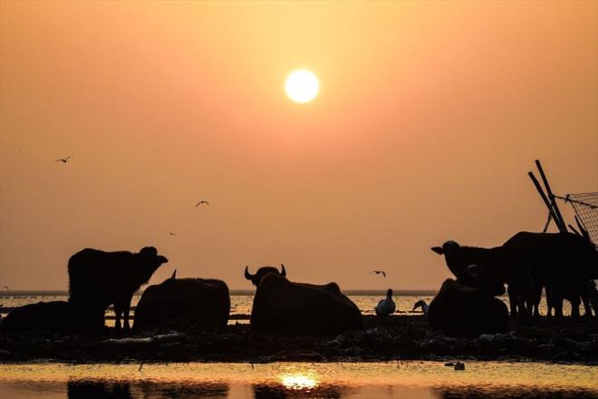 Arapa "Ahvar" olarak bilinen blgenin Ortadou?nun en byk bataklk blgesi olduuna dikkati eken Esedi, 2003 ncesi burada 114 bine yakn mandann yan sra 250?ye yakn ku eidinin olduunu belirtti.