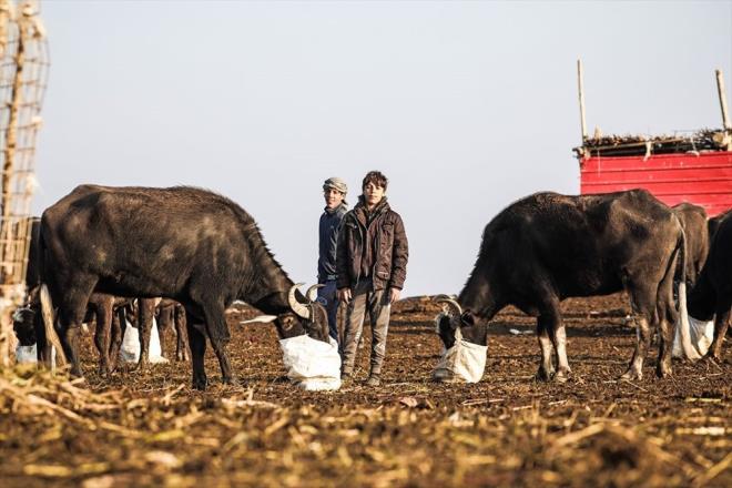 Su kenarlarnda yaayan Ahvar sakinleri, yetitirdikleri mandalarn stn lkenin birok blgesine satarak geimlerini salyor.