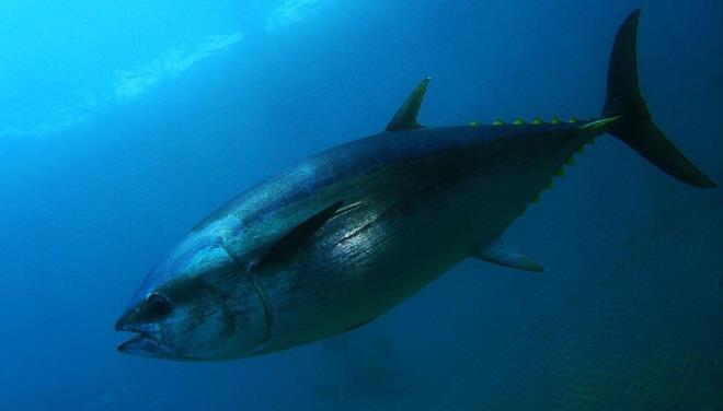 Ton bal  <br>  Tavsiye eden kurum : Bohai niversitesi, in  <br>  Konserve ton bal, Trkiye?de dahil olmak zer tm dnyada tketilen popler besinler arasnda yer alyor. Omega-3 ve protein ierii yksek olan iyi bir B12 vitamini kayna olan ton balnn yeni tip koronavirse (Kovid-19) kar da vcudu glendirebilecei dnlyor.      Ekim aynda Food Chemistry dergisinde yaynlanan bilimsel bir makale; ton balndan elde edilen proteinlere ve bunlarn koronavirs enfeksiyonunu nlemede rol oynayp oynamadklarna bakt. in?de yer alan Bohai niversitesinden aratrmaclar, ton baln oluturan peptitleri inceledi. Ton balnn vcut tarafndan sindirildiinde oluturulan 142 peptitin Kovid-19?un vcuda girdii Mpro enzimi ve ACE2 reseptr ile nasl reaksiyona girdiini modellemek iin bilgisayar sistemleri kullanld.  ACE2, koronavirsn insan hcrelerine alan kaps olarak biliniyor ve Kovid-19'a neden olan SARS-CoV-2 virsnn yzeyinden knt yapan baak protein tarafndan hedef alnyor.