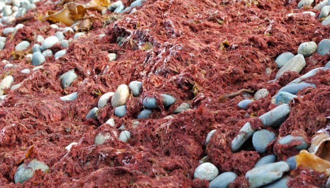 Deniz yosunu<br>  Tavsiye eden kurum: Swansea niversitesi, ngiltere  <br>  Karragenan, krmz renkte olan ve 19. yzylda rlanda'da solunum rahatszlklarn tedavi etmek iin kullanlan yenilebilir bir deniz yosunu trne deniliyor. Bitkinin ayn zamanda eitli burun spreylerinin iinde yer alyor.