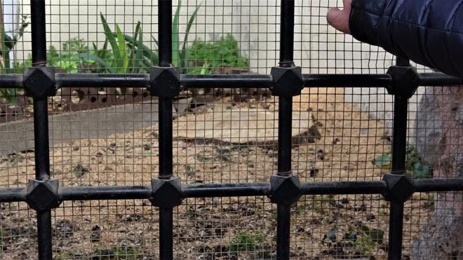 hbar zerine olay yerine gidip incelemelerde bulunan Doay ve evreyi Koruma Dernei (DOADER) Ynetim Kurulu yesi Murat Demir, aacn neden kesildiini aratrmaya balad.