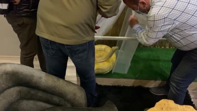 Salonda aramalara devam eden Beyolu polisi, cam fanusun ierisinde 3 metre uzunluunda bir piton grnce oke oldu. Grdkleri manzara karsnda aran polis ekipleri durumu Doa Koruma ve Milli Parklar Mdrl'ne bildirdi. Ksa srede gelen ekiplerin mdahalesiyle cam fanustan alnan piton ylan glkle plastik kutuya konuldu.