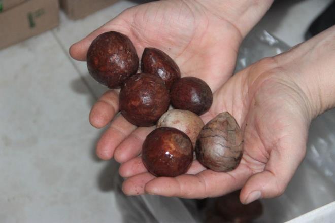 Alanya?n�n Saray Mahallesi?nde hizmet veren market i�letmecisi Hakan Hac�hamdio�lu, il�enin en b�y�k kazan� kaynaklar�ndan biri olan avokadonun �ekirdeklerinin fidana d�n��t�r�lmesiyle ekonomiye katk�s� sa�lama amac�yla m��terilerine ilgin� bir kampanya sundu.