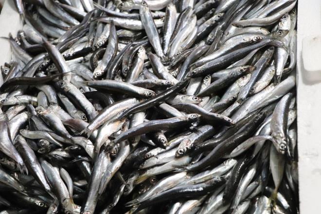 ?HAMS NE KADAR R OLURSA BZM AIMIZDAN DA Y OLACAKTIR?  Perembe ilesinde balklk yapan Erdal ama, hamsi satlarnn boyutuna gre deitiini ifade ederek, ?ri hamsi olursa satlar gzel ancak kk hamsiler satlmyor. Gelecek olan yasak faydal olacaktr. Hamsi ne kadar iri olursa bizim amzdan iyi olacaktr. Tezgahlara hamsi gelmeyince durumu vatandalara izah edeceiz. u anda hamsi 20 liradan satlyor ve rabet gryor. nce hamsi olunca da satlmyor? eklinde konutu.