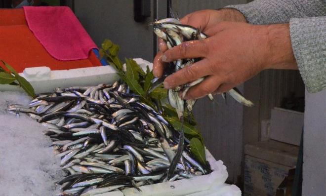 SON HAMSLER 20 LRADAN TEZGAHLARDA  Yaplan aklamada zetle, ?Bu sre ierisinde bakanlmzca yaplacak gzlem ve incelemeler neticesinde hamsi balklarnn biyolojisinde bir dzelme olmamas halinde, 10?ar gnlk periyotlarla 20 gn daha hamsi avcl durdurulabilecek olup, konuya ilikin gerekli hassasiyetin gsterilerek kontrol ve denetim faaliyetleri yaplacaktr? ifadelerine yer verildi.    Karadeniz?de de balklar, yasak saatinden nce denizlere alarak, son hamsilerini avlad. Dn gece yarsna kadar avlanan hamsiler, bugn Ordu?da ve Karadeniz illerindeki tezgahlar ssledi. 20 liradan satlan hamsiye ise vatandalar talep gsterdi.
