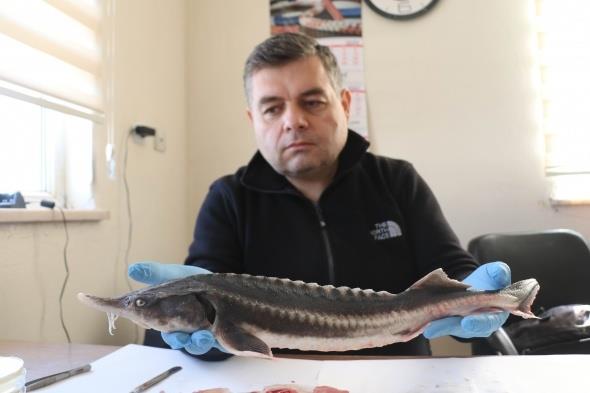 Dnyada koruma altndaki en ilkel deniz canllarndan olan Mersin bal, Hazar Denizi'nde doal olarak bulunuyor. Deniz av yasak olan ve koruma altnda bulunan Mersin bal kapal havuzlarda zel olarak yetitiriliyor. Frat Nehri`nde kurulan kafeslerle balk retiminde dnyann birok blgesine ihracat yapan balk reticileri, imdilerde Mersin bal iin harekete geti.