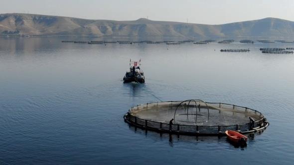 Havyar da bal da deerli  Mersin balklar, 6-7 yanda kesime gidiyor. Havyar kartldktan sonra eti, kemii ve derisi deerlendiriliyor. Mersin balnn arlnn yzde 10'u kadar havyar verimi var. 6-7 ylda 5-6 kilo arla ulaan dii Mersin balklarndan 500-600 gr havyar elde ediliyor. Havyarnn kilosu ise 12 Bin dolar ile 14 bin dolar arasnda satlrken, Trkiye`de ise kilosu 85 bin ila 100 bin TL arasnda alc buluyor. Dnyann en pahal yiyecei olarak bilinen havyarn alnd Mersin balklar canl halde de satlabiliyor. Havyar ok deerli olan Mersin balnn canl halde sat ise tonu 7 bin ile 20 bin TL arasnda oluyor.
