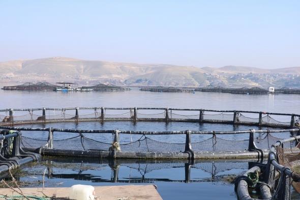 Hazar Denizi`nden getirilen Mersin balklar uzmanlar tarafndan incelendikten sonra kafeslerde yetitirilecek.