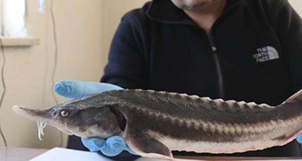 Hazar Denizi`nden getirilen balklar Trkiye`de kzlrmak, Yeiyrmak ve Sakarya nehirlerinden sonra Frat Nehri`nde de rtimine balanyor. Kapal kafes sisteminde yetitirilecek Mersin bal ve havyar, tm dnyaya ihra edilecek.