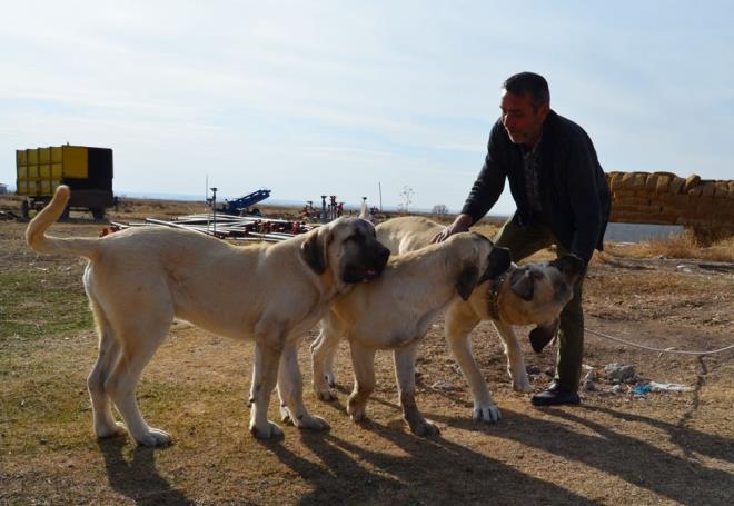 Aksaray Valisi Hamza Aydodu, geen yl eyll aynda cssesi ve boyuyla dikkat eken, 'Aksaray malakls' olarak bilinen oban kpeinin 'Anadolu aslan' olduu eklinde sosyal medyada paylamda bulununca Kangal kpeiyle nl Sivas?n Valisi Salih Ayhan ile kar karya geldi. Valiler arasnda glmseten atma yaand. Bu atmann ardndan 'malakl' kpeine artan ilgi devam etti.