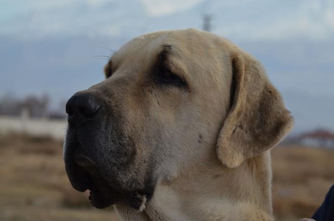 70 BN LARAYA KADAR SATILIYOR <br>  Malakl reticisi Emrah Dada da geen yl rettii yavru kpeklerinin tamamn sattn belirtti. Dada, ?Bu yl da youn talep var. 4 aylk 2 tane kendimize damzlk ayrdmz yavrunun tanesine 18 bin lira verdiler. Biz de damzlk olduu iin vermedik. Elimizdeki erkek kpeklere ise bir otomobil paras 60 ile 70 bin lira veriyorlar. Ama biz vermiyoruz. u anda 5 tane dii kpeimizin tamam gebe ve bunlardan doacak yavrularn tamam satld. Yavru kpek almak isteyenlere 6 ay sonrasna gn vermeye baladk? dedi.&#8203;