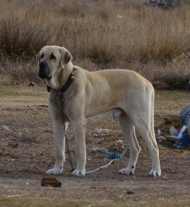"DNYANIN EN BYK OBAN KBEDR"<br>  'Malakl' kpeinin cssesi nedeniyle dnyann en byk oban kpei olabileceini belirten Tprdamaz, ?Fiziki olarak omuz ba 85 ile 90 santim. Kilo olarak ise 85 ile 90 kilo arasnda deiiyor. Malaklnn btn zellikleri kafa yapsnda toplanyor. Gz yaps, burun kr, az uzunluu ve alt ve st dudann mala vardr. Bunun yannda kafasna gre byk kulakl ve gerdan vardr. Malakllara Trkiye?nin 81 ilinden byk talep var. Bunun en byk sebebi fiziki olarak, dnyadaki en byk oban kpei olmasdr? diye konutu.