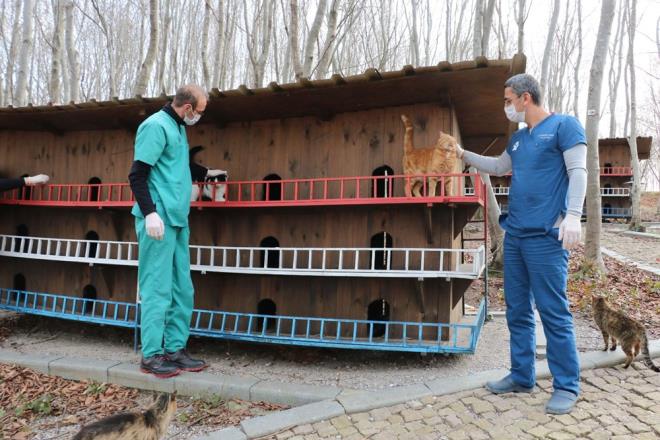 "KEDLERN KONFORLARI DNLD"<br>  Veteriner Hekim Faruk Kan, 20 dnmlk bir arazi zerinde kurulu Kedi Kasabas'nn kedilerin tm konforu ve gereksinimlerinin dnlerek hazrlandn belirterek "le belediyelerinden gten dm tedaviye ihtiyac olan sahipsiz kedilerimiz buraya getirildiklerinde ncelikle gerekli tedavileri yapldktan sonra ksrlatrlp bu alana braklyorlar. Bu alanda kedilerimiz iin oyun gruplar var, kprler, merdivenler ahap kulbeler var.