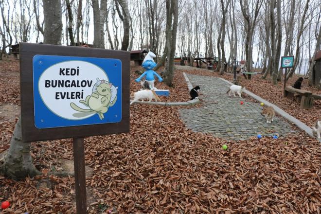 Burada diledikleri gibi hayatlarn devam ettirebiliyorlar. Ayrca burada sahiplendirme yapabiliyoruz. Normal zamanda ziyaretilerimize de ak ancak pandemi nedeniyle u an ziyareti kabul edemiyoruz. Hemen hemen her gn kedilerimize sahiplendirme yapyoruz. Pandemi srecinde bu saynn artacana da inanyoruz" eklinde konutu.