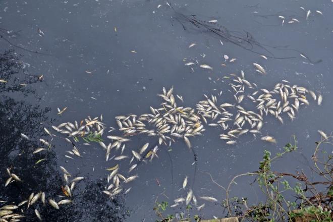 Derede can ekien balklar olduunu syleyen vatandalardan Alparslan Canpolat, ?Buraya yakn bir yerde alyorum. Sabah geldiimde buras kpk doluydu. Balklarn ldn grdm. Kimyasal madde atldn dnyorum. Yetkililer gelip numune ald ve inceleme balatt. Can ekien baz balklar var, oksijen almaya alyorlar. ok zc bir durum? dedi.  Dden elalesi?nin dkld alanda ise kt koku ve youn kpk olduu grld. l balklarn da denize dmesi ile birlikte blgede mart younluu olduu gzlemlendi.