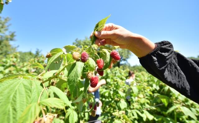 Destee devam<br>  Tarm A..?nin krsal kalknma hedefiyle yapt almalar deerlendiren Bursa Bykehir Belediye Bakan Alinur Akta, Tarm A?yi iftilerin retim eitliliine katk salayan, onlar eiten, donanml ve bilimsel tarm yaplmas noktasnda almalar yapan bir kurum haline getirdiklerini syledi. Bursa?nn tarmsal retimde ciddi potansiyelinin bulunduunu, yaban mersini bata olmak zere birok rnde iklim, corafya ve flora gibi birok avantaja sahip olduklarn kaydeden Bakan Akta, ?ehrimizde katma deerli rnlerin retimini artrmak ve zellikle belli stratejik rnlerde n plana kmak, reticimize bu alanda farkndalk kazandrmak istiyoruz. Srdrlebilir ve izlenebilir projelerin peindeyiz. iftilerimizi yeni eitler ve farkl katma deerli rnler ile gelitirmeye ve desteklemeye devam edeceiz? dedi.