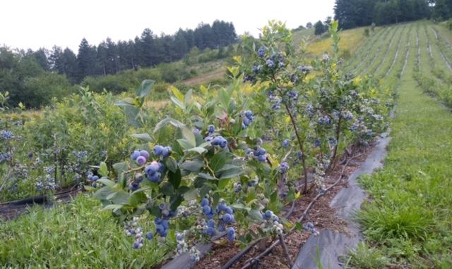 Toprak bereketleniyor  <br>  Tarm A..?nin gelitirdii projelerle Bursa tarm her geen gn katma deeri yksek marka rnler kazanyor. Tarm A.?nin 2018?den bu yana verdii desteklerle yaklak 160 futbol sahas byklndeki 1100 dekar alan katma deerli retime kazandrld. tay srekli ykselten Tarm A.., 2023 yl hedefini ise 700 futbol sahas byklnde 5.000 dekar alan katma deerli retime kazandrmay amalyor.