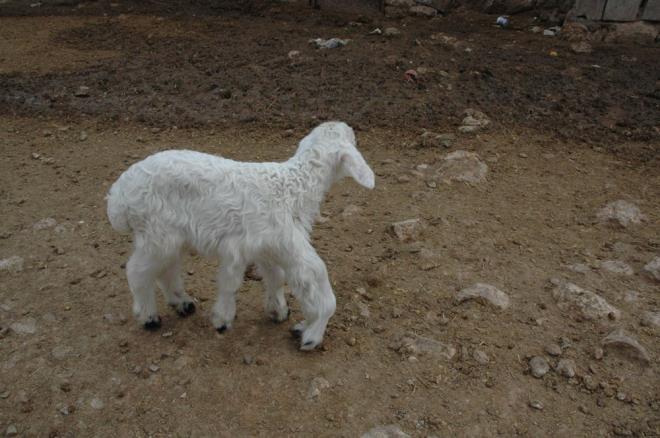 Bulut, kuzuyu veterinere de gsterdiklerini uan iin gayet salkl olduunu belirttiklerini szlerine ekledi.