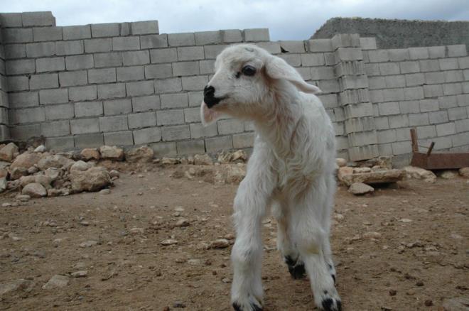 Babadan dededen hayvanclkla uratklarn ancak ilk defa byle bir durumla karlatklarn ifade eden Bulut, yle konutu: