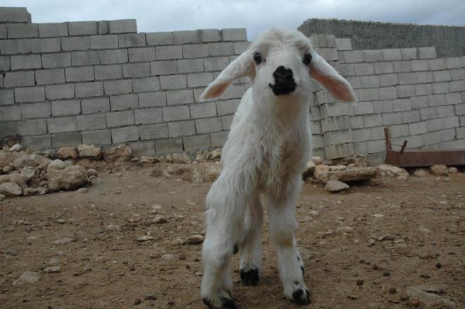 Doum esnasnda ters dnyaya geldi, ancak salnda her hangi bir sknt yok, stn iiyor. Dier kuzularla birlikte koup eleniyor. Onlardan tek fark sadece 6 ayakl olmas."