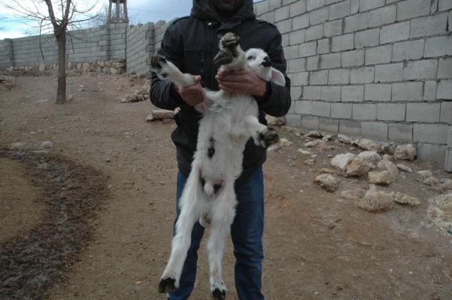 Maksut Bulut, yaklak 20 gn nce salkl bir ekilde doan kuzunun 6 ayann olduunu grnce byk aknlk yaadklarn belirtti.