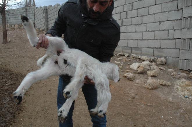 Grenlerin aknlkla bakt 6 ayakl kuzu mahalle sakinlerinin ilgi oda haline geldi.