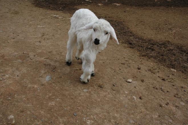 leye bal Dzova Mahallesi'nde kkba hayvan yetitiricilii yapan Maksut Bulut'a ait koyunlardan biri, ikisi boyun ksmnda 6 ayakl kuzu dourdu.