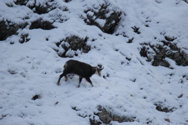 Keileri, Munzur Dalar?nn zirvelerine yakn bir noktada eken Akyz, ?Elektrik arzasn gidermek iin gittiimiz bir kyn zirvelerinde keilere denk geldim. Yanmda bulunan fotoraf makinesiyle karda yiyecek arayan amualar grntledim? dedi.