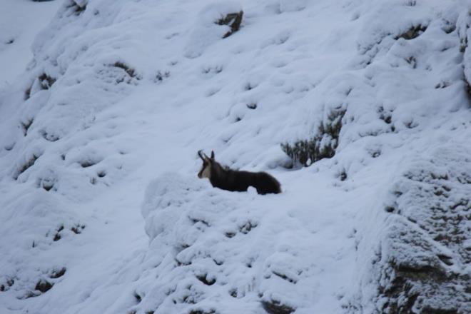 Tunceli?nin yaban hayat bakmndan zengin olduuna vurgu yapan Akyz, ?Bu canllar hepimizin elbirliiyle korumas lazm? ifadelerini kulland.