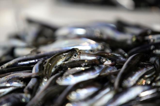 Balklardan Murat Kul, gazetecilere yapt aklamada, blgede ciddi bir balk younluu olduunu syledi.    Gzel bir avclk yaptklarn ifade eden Kul, bu bolluun fiyatlara da yansyacana inandn belirtti.