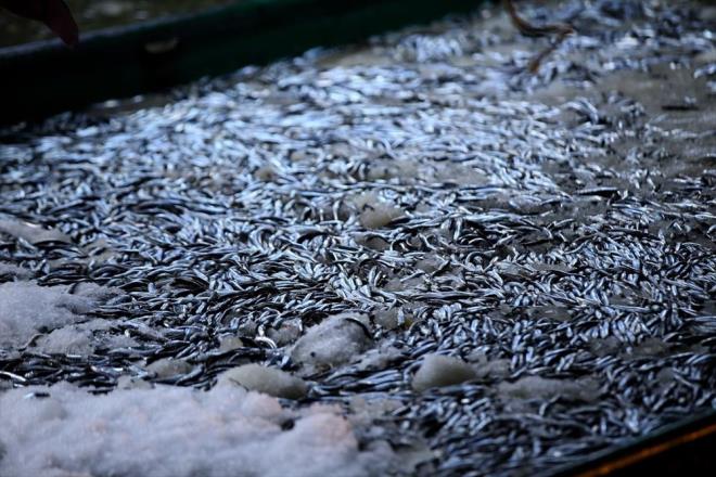 Karadeniz'e sahili bulunan Krklareli'nin Demirky ilesine bal neada beldesinde avlanan balklarn yz yakaladklar bol hamsiyle gld.