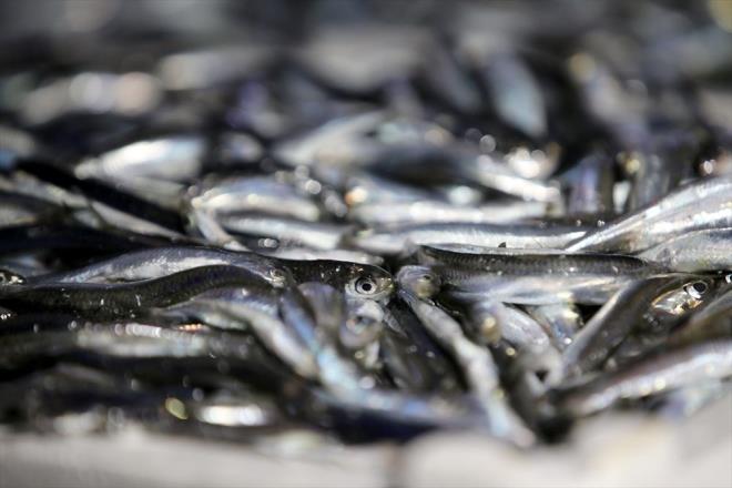 Zenginin de fakirin de hamsi tketebileceini dile getiren Kul, "Vatandamzn ucuz hamsi yiyebilmesi iin alyoruz. Her tekne boyutuna gre kasa kasa balk avlyor. 500 kasadan 1500 kasaya kadar balk tutabiliyor. Bu balklar buradan stanbul'a gidiyor, oradan da Trkiye'nin her yerine sevkiyat yaplyor. u an baln fiyat arz ve talebe gre deiiyor. Kilogram 15 liradan satlyor." diye konutu.