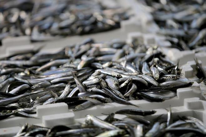 Trabzon, Balkesir, stanbul ve Samsun'dan denize alan balklar mesailerini neada aklarnda srdryor.