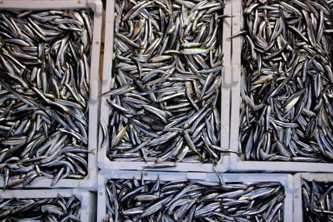 Balk teknelerinde youn mesai yaayan tayfalar, kasalar dolusu bal limanda bekleyen kamyon ve TIR'lara ykledi.