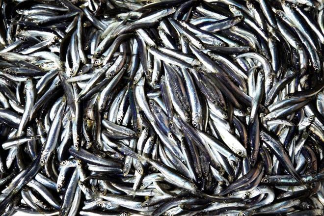 Giresun'dan blgeye gelen balk Hasan Sefer ise bu yl vatandan taze ve ucuz balk tketeceini dile getirdi.    Balk bolluundan memnun olduklarn anlatan Sefer, bir sre daha blgede avlanmaya devam edeceklerini szlerine ekledi.