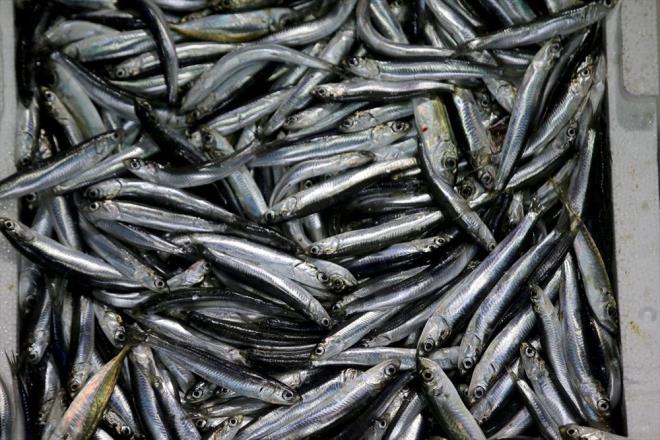 Karadeniz aklarna serilen evirme alardan kasalar dolusu hamsi ekildi.