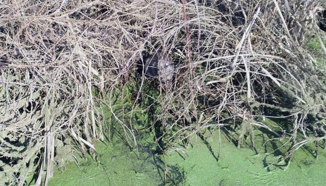 Tunca ve Meri nehirlerinin kysndaki sulak alanlarda yaamaya balayan su maymunlar, kurbaa ve bitki kkleri yiyerek besleniyor.