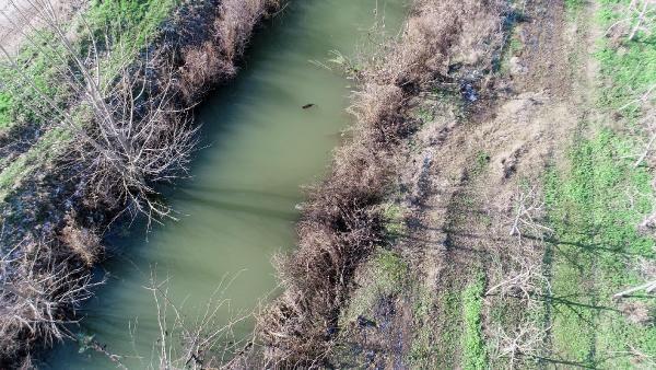 40 sene nce gelmeye baladlar  <br>  Osman Tireler, "Bulgarlarn zel iftlerde rettikleri bu hayvanlar, ben de merak edip aratrdm. Su taknlaryla birlikte ilk defa bizim tarafa 40 sene nce gelmeye balamlar. Zarar vermeden burada, onlara bakyoruz" diye konutu.