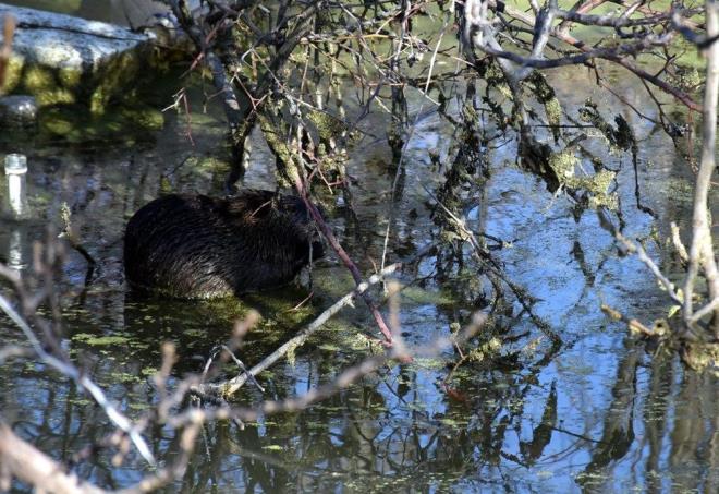 Bulgaristan'da ar ya nedeniyle taan Tunca Nehri'nin sularyla birlikte yzlerce su maymunu Edirne'ye geldi. Tunca ve Meri nehirleri kysndaki sulak alanlara yerleen su maymunlar, kurbaa ve bitki kk yiyerek besleniyor. Su maymunlar havadan grntlendi.