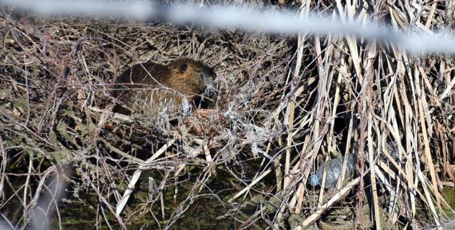 Geen hafta etkili olan yalar, Tunca ve Meri nehirlerinin tamasna neden oldu. Tunca nehrinin Bulgaristan'da da takna neden olmasyla anavatan Gney Amerika olan yzlerce su maymunu Edirne'ye geldi. Bulgaristan?daki iftliklerde krkleri iin zel yetitirilen su maymunlarnn Edirne'ye gelmesi, vatandalarda heyecan yaratt.