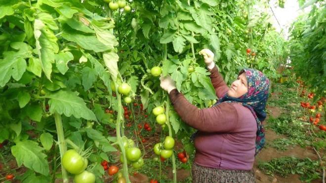 etin, stanbul?a bu domates 2.80 liraya ulayor. Neden tketici bu domatesi 10 liraya yiyor. Bu araclarn aratrlmas gerekiyor. Eer bu konuyu aratrrsak retimden tketime gzel bir a oluturursak hem retici maliyetinin altnda satarak zarar etmez. Hem de tketici ok yksek fiyatlarla beli bklmez. Sofrasna bu salkl yiyecekleri koyar. Bizim sloganmz bu, "Hem reticinin hem de tketicinin beli bklmesin? dedi.