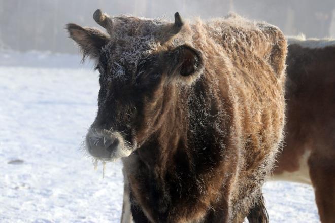 GLE EKS 30.3  Kar yann etkisini kaybettii Ardahan da Sibirya souklarnn etkisi altna girdi. Yaplan lmlere gre, ilde en souk yerleim birimi, sfrn altnda 30.3 derece ile Gle ilesi oldu. Termometreler, ldr'da eksi 25.8, Hanak'ta eksi 23.6, Damal'da eksi 22.5, Posof'ta eksi 15.4 dereceyi gsterdi. Ardahan kent merkezinde llen en dk scaklk ise sfrn altnda 23.7 derece oldu.