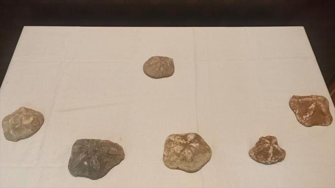 anakkale'de polisin dzenledii operasyonda, 6 deniz yldz fosili ele geirildi.