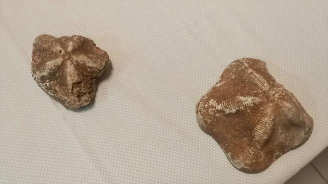 l Emniyet Mdrl Kaaklk ve Organize Sularla Mcadele ubesi ekipleri, kent merkezindeki 4 phelinin, 2 milyon yanda olduu tahmin edilen deniz yldz fosillerini satmaya altn tespit etti.