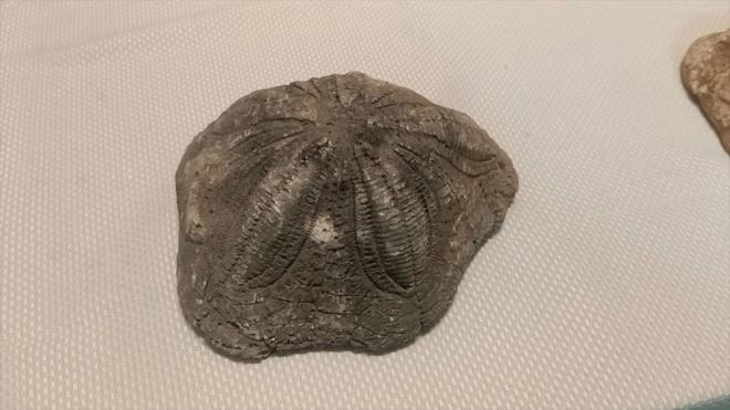 Dzenlenen operasyonda pheliler M.V, B., K.T. ve A.S. gzaltna alnd.