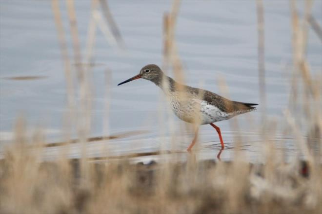 Baz ku trlerinin hi gmeden blgede kaldn aktaran elik, "zellikle sakar meke bu blge iin nemli bir tr. Neredeyse btn sulak alanlarda bu tr grmek mmkn. Yeil bal rdek de burada kalyor, kk bataan, tepeli bataanlar bu blgedeki nemli yerli trler arasndadr" diye konutu.