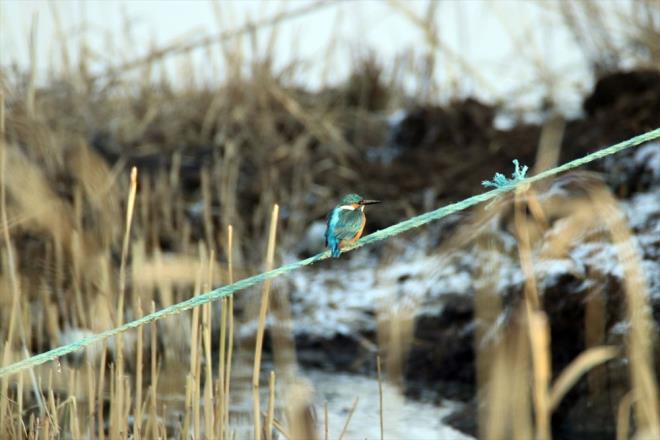 Idr niversitesi Ku Merkezi (KUMER) Mdr Emrah elik, milli parkn ilkbahar, yaz ve sonbaharda olduu gibi kn da kulara ev sahiplii yaptn syledi.    K mevsiminin yaklamasyla yaz gmenlerinin blgeden ayrldn belirten elik, "Bu sefer de k gmenleri blgeye geldi. Bu blge dier  mevsimde olduu gibi kn da ku eitlilii asndan nemli bir yer. Bu blge iin elmaba ve tepeli patka nemli k ziyaretileri arasnda yer alr" dedi.