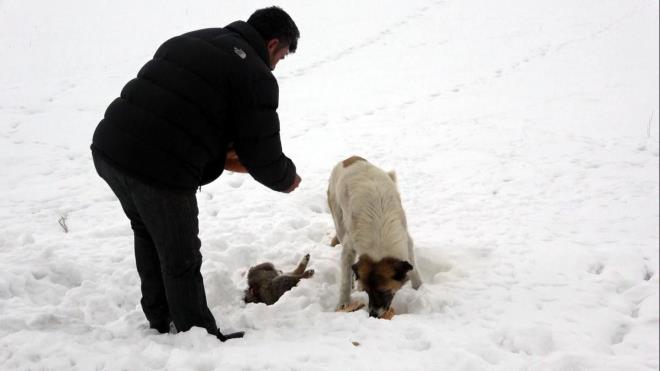 Mahalleli hem yavru kpein lmne hem de anne kpein durumundan byk znt duyduklarn dile getirdi. Geen saatlere ramen anne kpek, kar altnda yavrusunun banda beklemeyi srdrd.